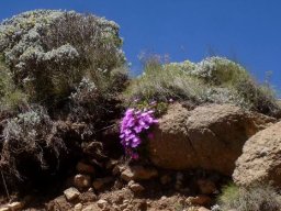 Delosperma lavisiae